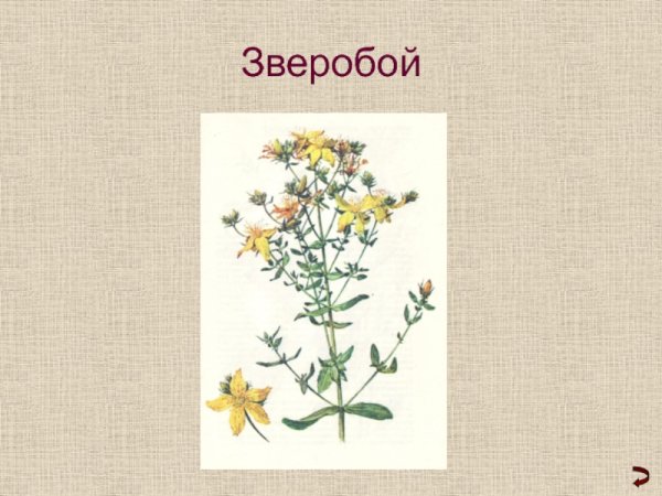 Лекарственные травы зверобой 1 класс