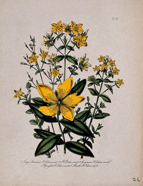 Зверобой продырявленный ботаника