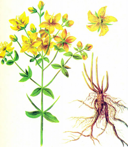 Зверобой продырявленный строение