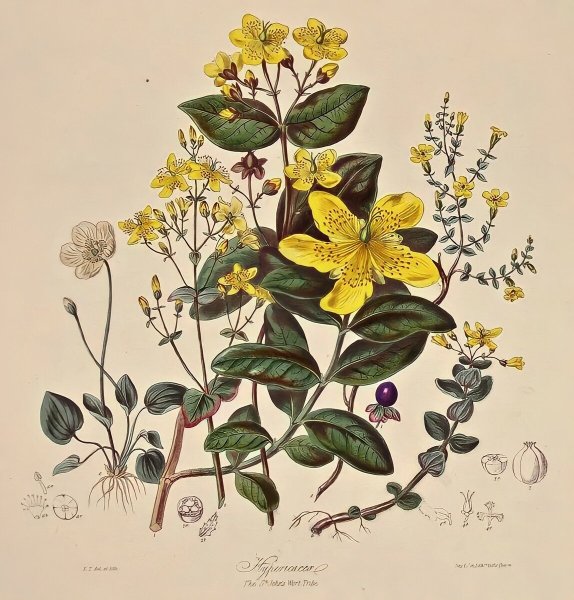 Зверобой продырявленный Ботанический рисунок