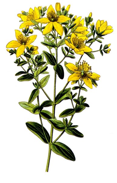 Зверобой продырявленный семейство