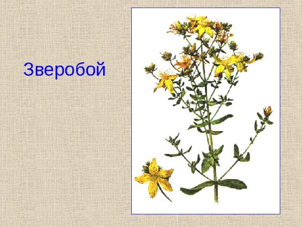 Зверобой и золототысячник