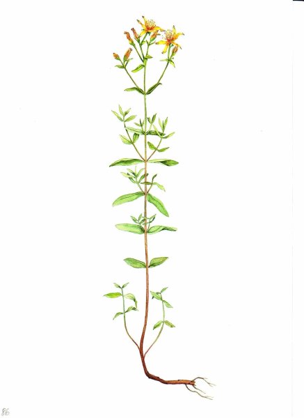 Зверобой продырявленный строение