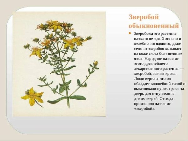 Зверобой продырявленный описание