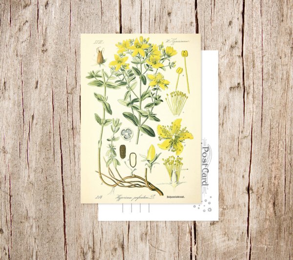 Зверобой гербарий