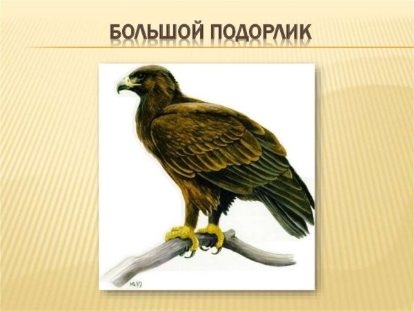 Большой подорлик раскраска