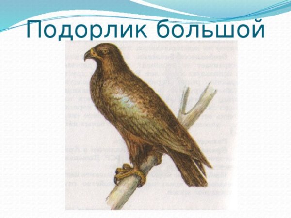 Большой подорлик раскраска
