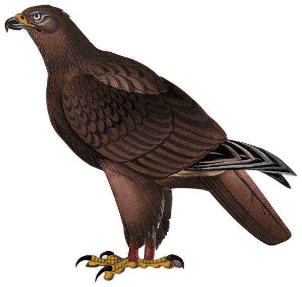 Большой подорлик Кировской области красная книга