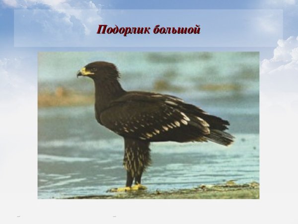 Подорлик птица