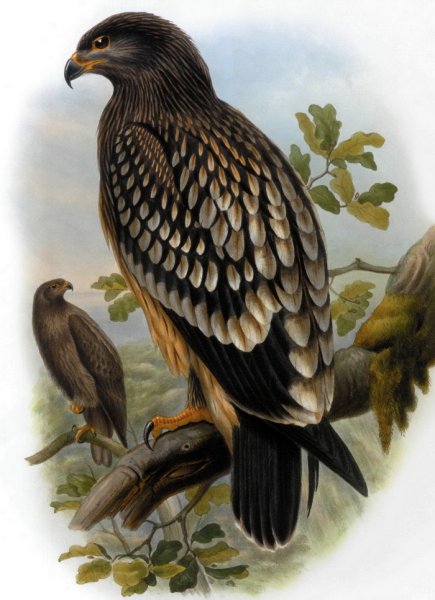 Большой подорлик Кузнецкий Алатау