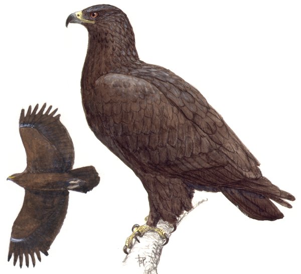 Большой подорлик красная книга