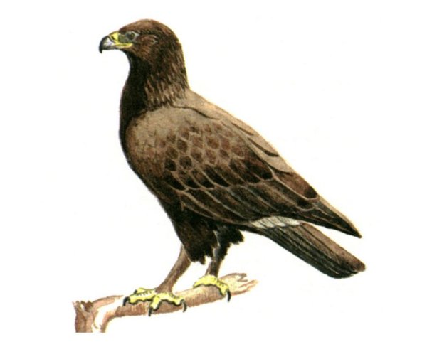 Финист Ясный Сокол раскраска