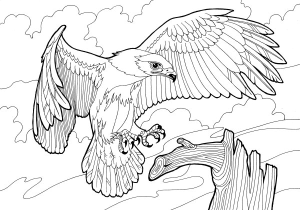 Птицы красной книги Владимирской области