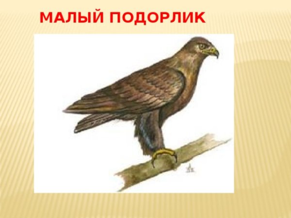 Подорлик снизу