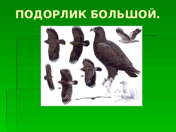 Хищные птицы средней полосы России