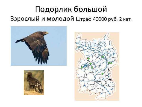 Беркут Пермский край