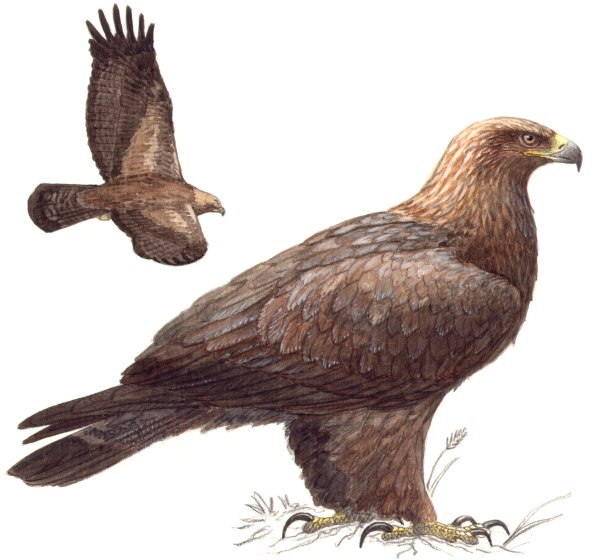 Орел и подорлик Степной