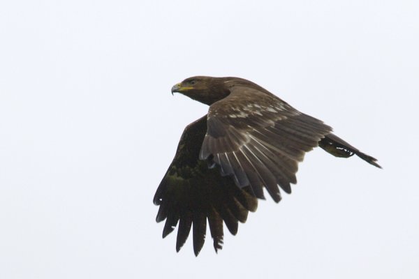 Подорлик и канюк