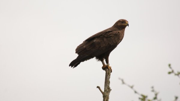 Животные из красной книги Хакасии