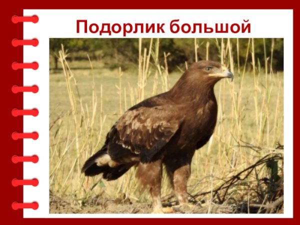 Орел рисунок