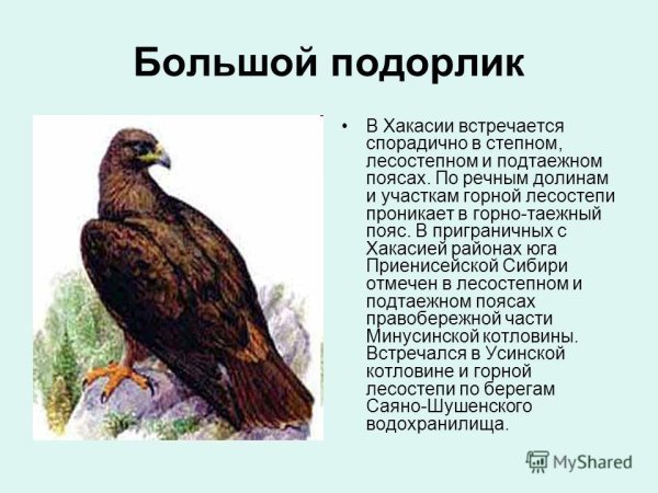 Пятнистый Орел