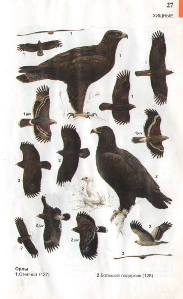 Орлан белохвост силуэт