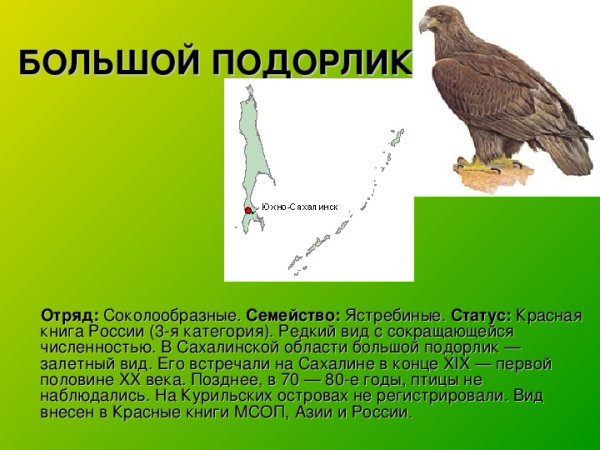 Большой подорлик красная книга Удмуртии