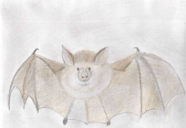 Летучая мышь подковонос рисунок