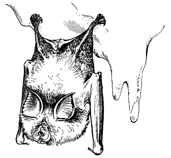 Подковонос Мегели рисунок