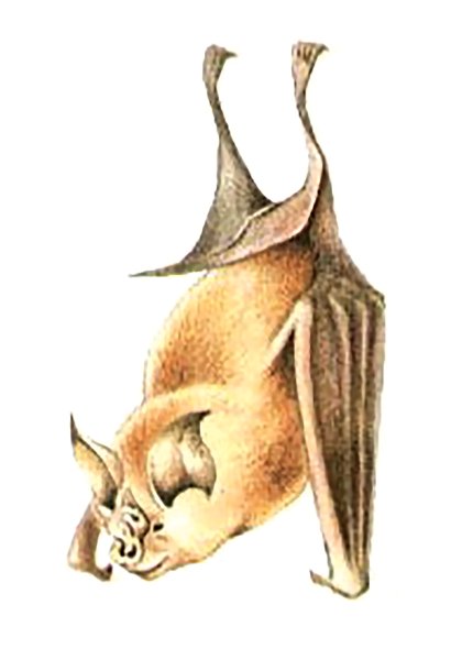 Большой подковонос красная книга