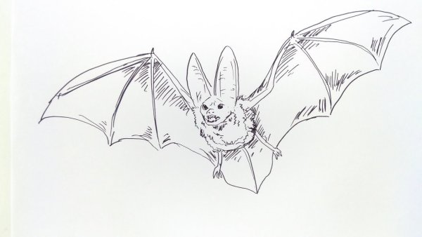 Бурый ушан нарисовать