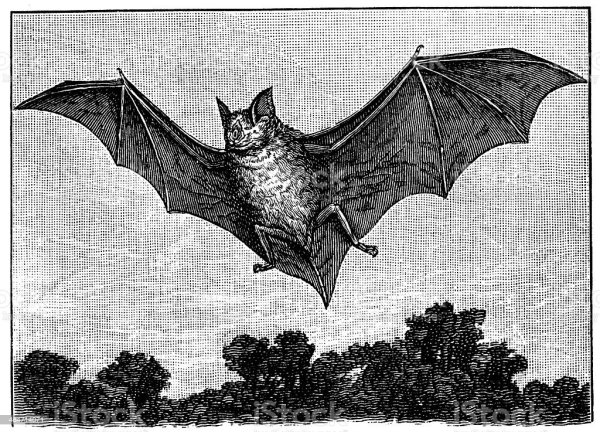 Малый подковонос рисунок