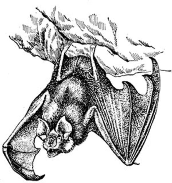 Средиземноморский подковонос