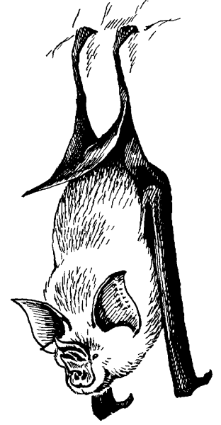 Малый подковонос рисунок