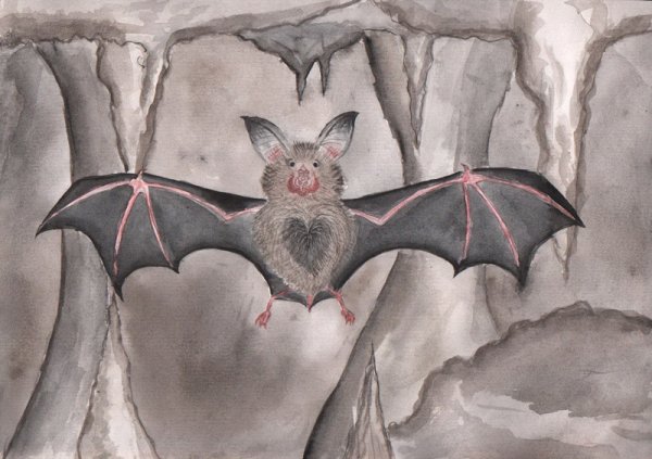 Подковонос рисунок карандашом