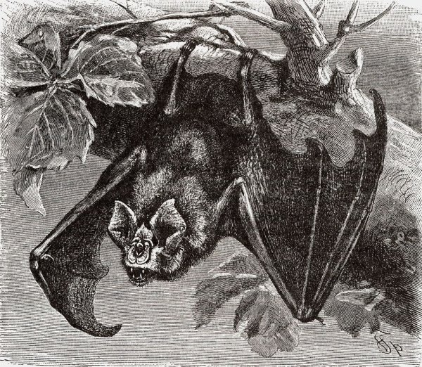 Большой подковонос