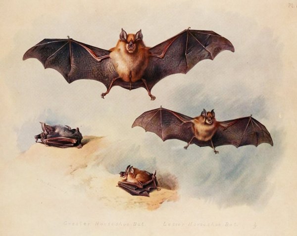 Малый подковонос рисунок