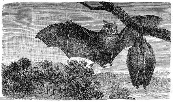 Малый подковонос рисунок