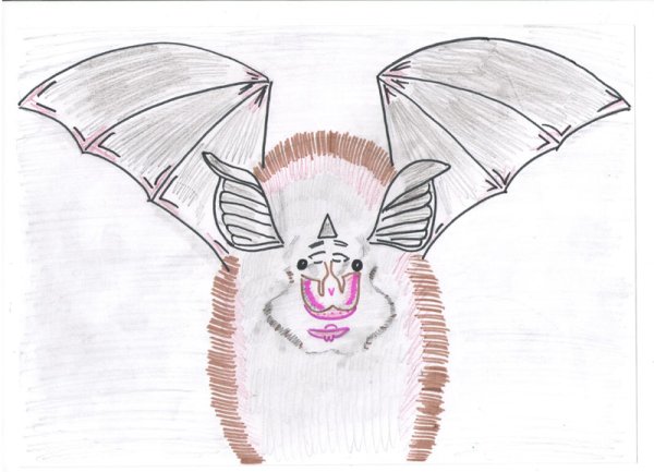 Летучая мышь Отпечатки