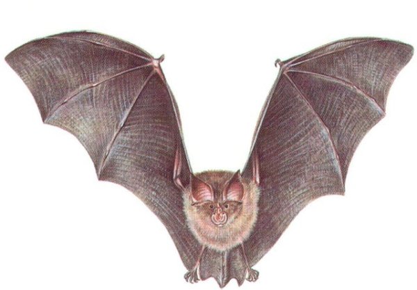 Подковонос Мегели