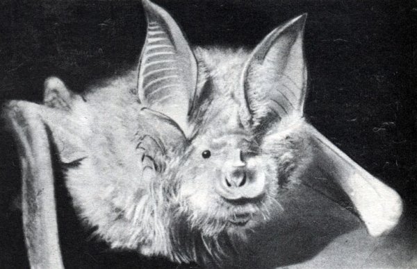 Бурый ушан тату