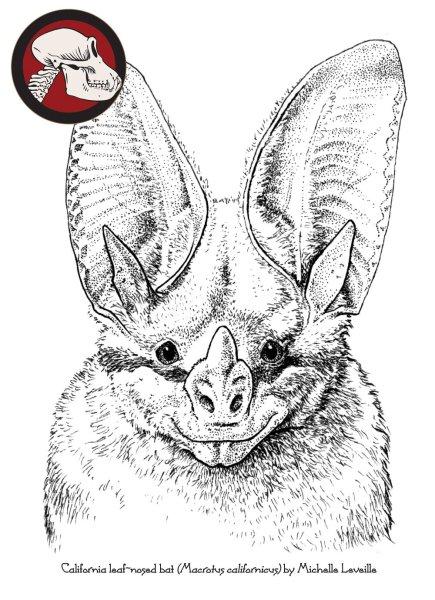 Водяная ночница