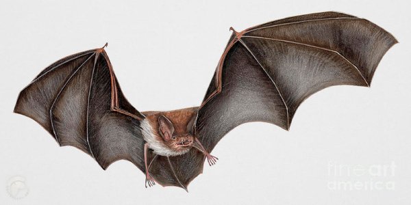 Большой подковонос нарисовать