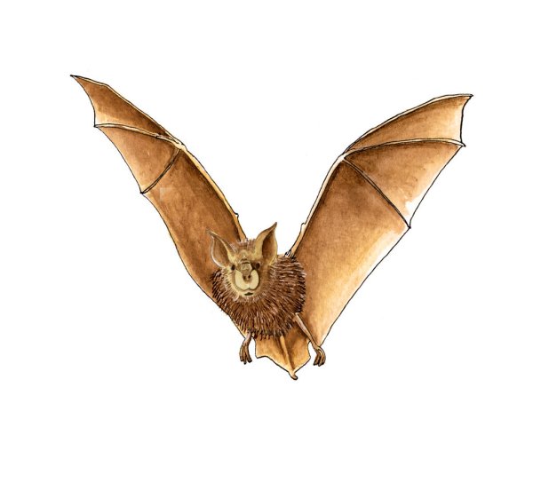 Перепончатые Крылья