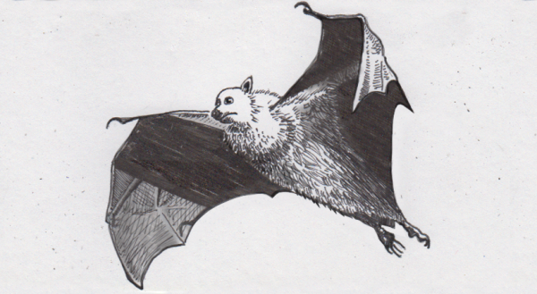 Малая вечерница раскраска