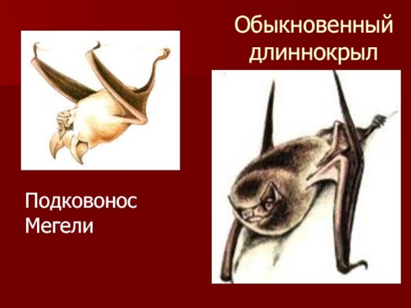 Летучая мышь подковонос