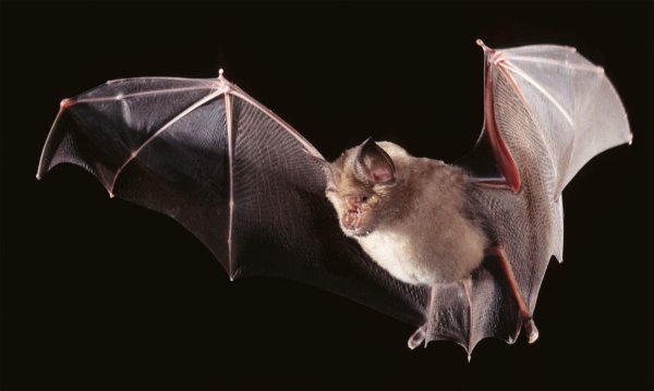 Летучая мышь для рисования