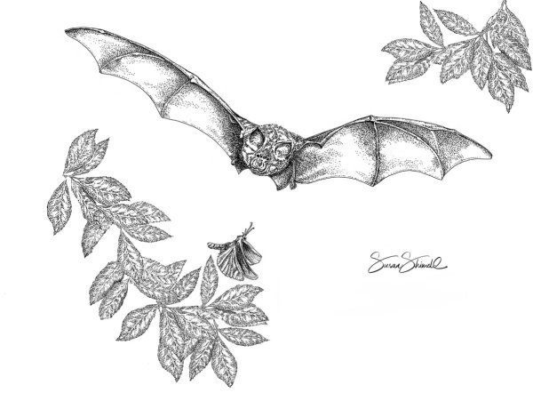 Летучая мышь сбоку рисунок