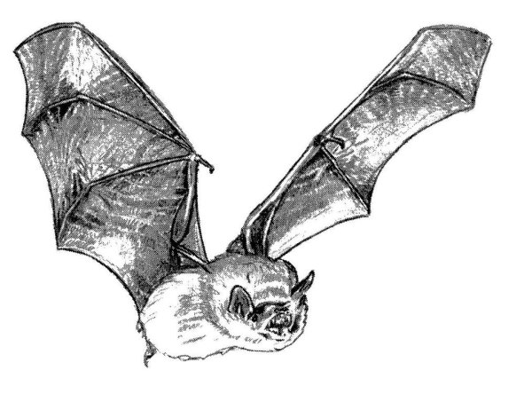 Летучая мышь эскиз сбоку