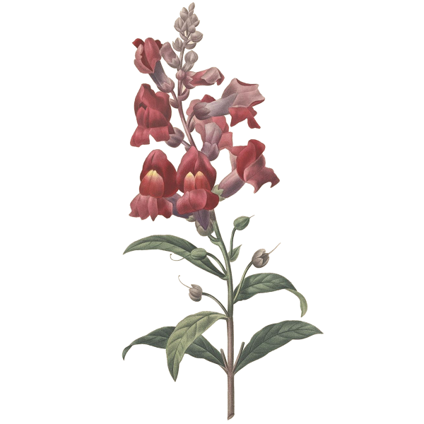 Львиный зев ботаника